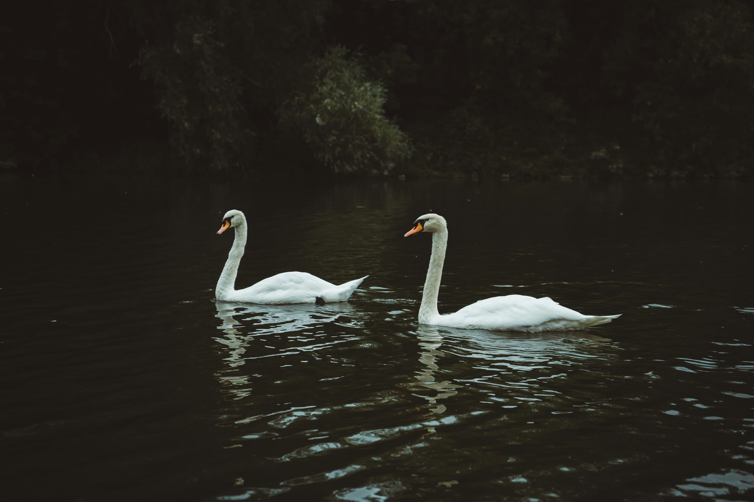 Serene swan landscape